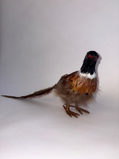Small Pheasant