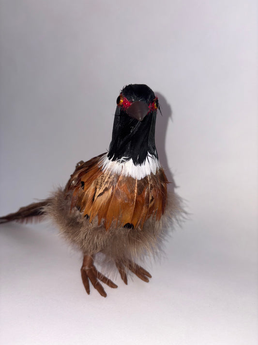 Small Pheasant